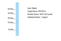 PPP1R1C Antibody, Novus Biologicals 100 &mu;L | Buy Online | Novus Biologicals | Fisher Scientific